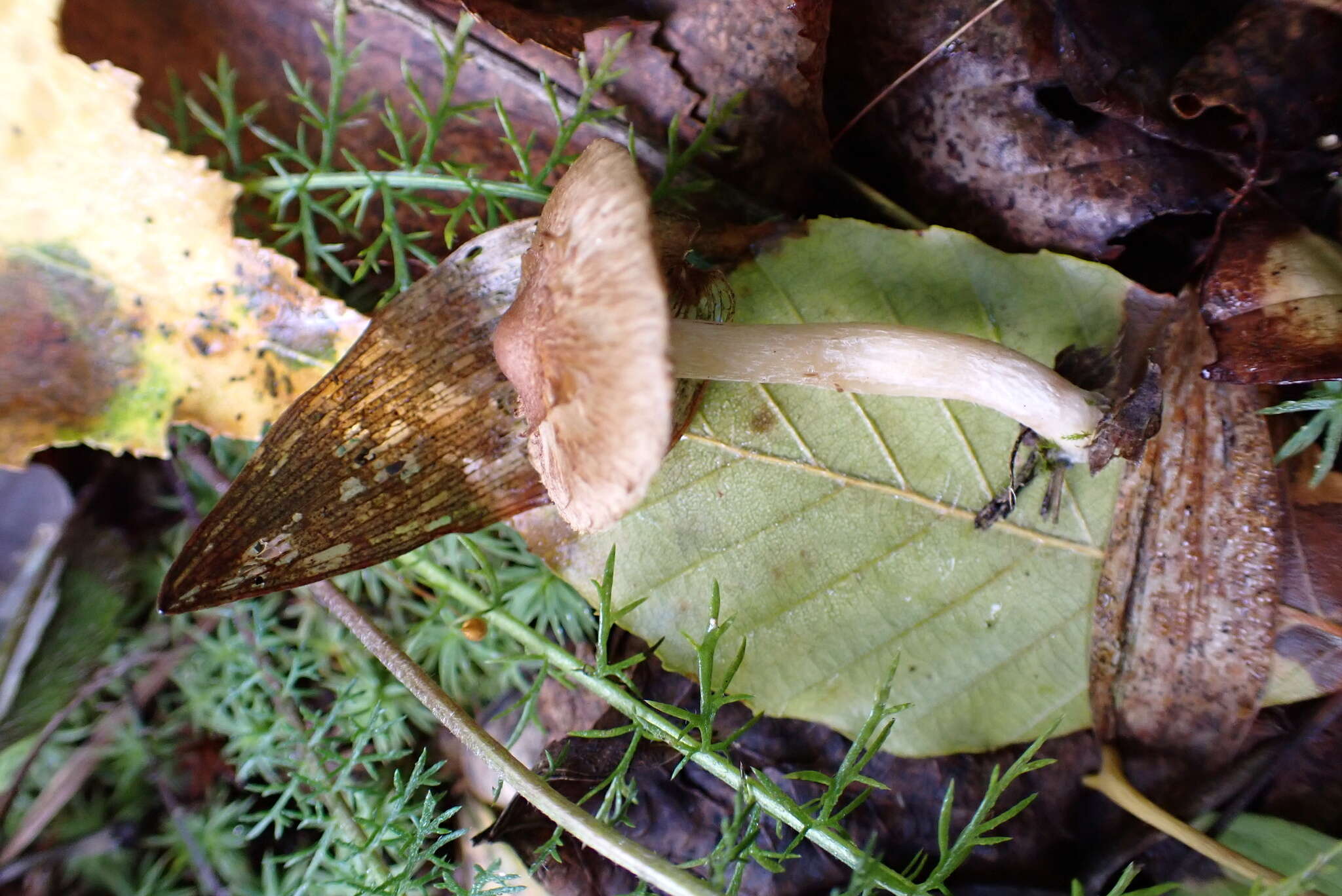 Image of Inocybe flocculosa Sacc. 1887