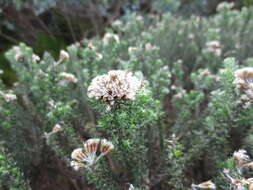 Image of Strandveld Blombush