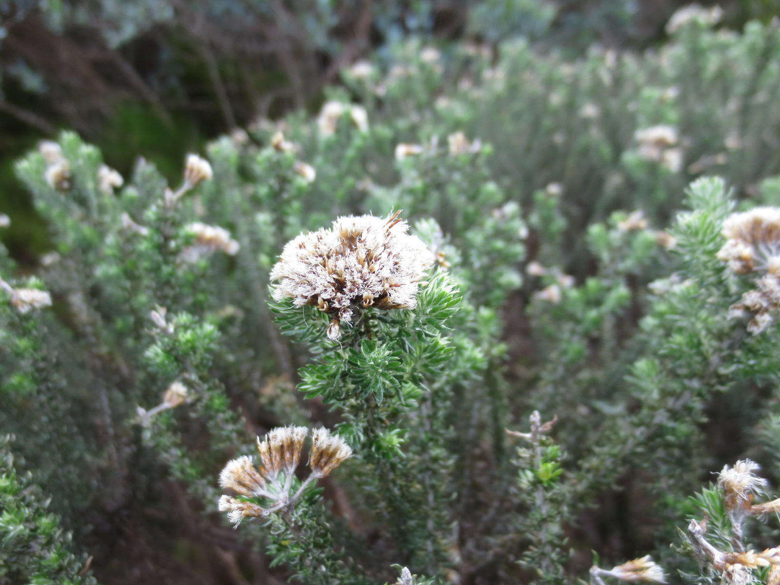 Image of Strandveld Blombush