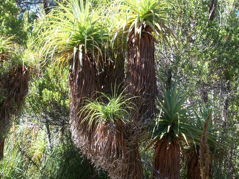 Sivun Richea pandanifolia Hook. fil. kuva