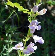 Image de Penstemon strictiformis Rydb.