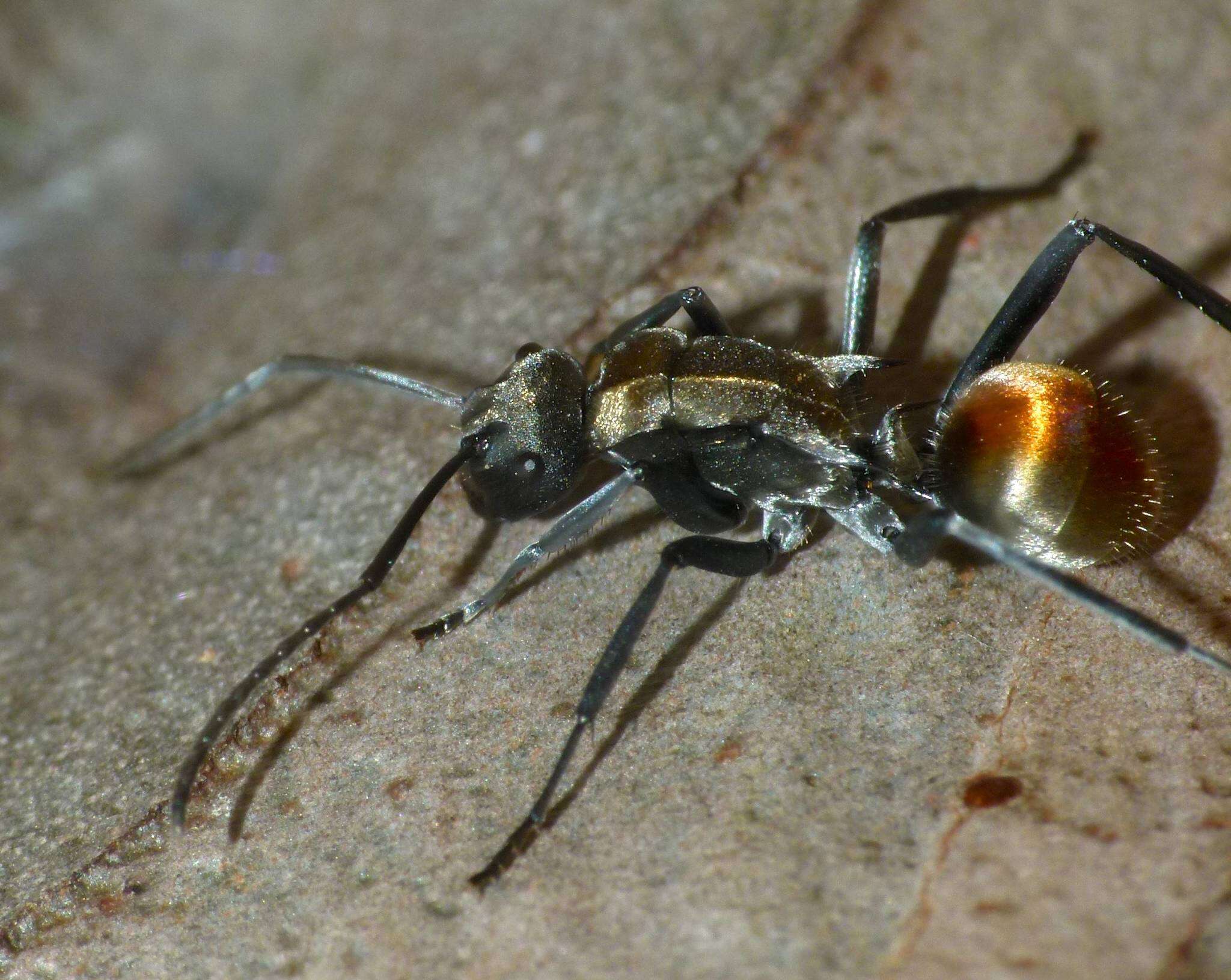 Image of Polyrhachis ammon (Fabricius 1775)