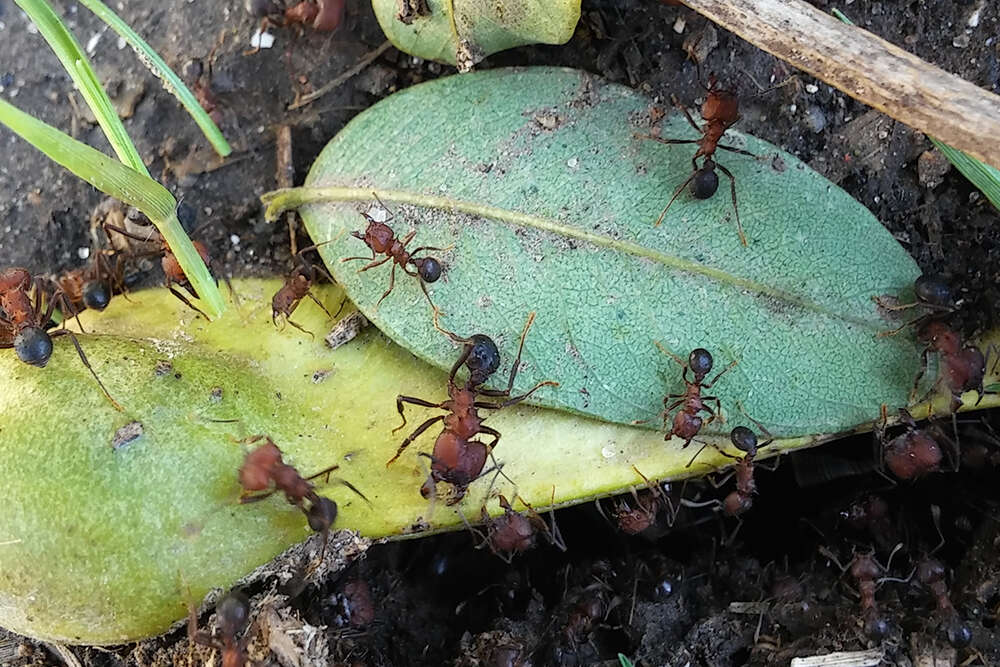 Image of Acromyrmex heyeri (Forel 1899)