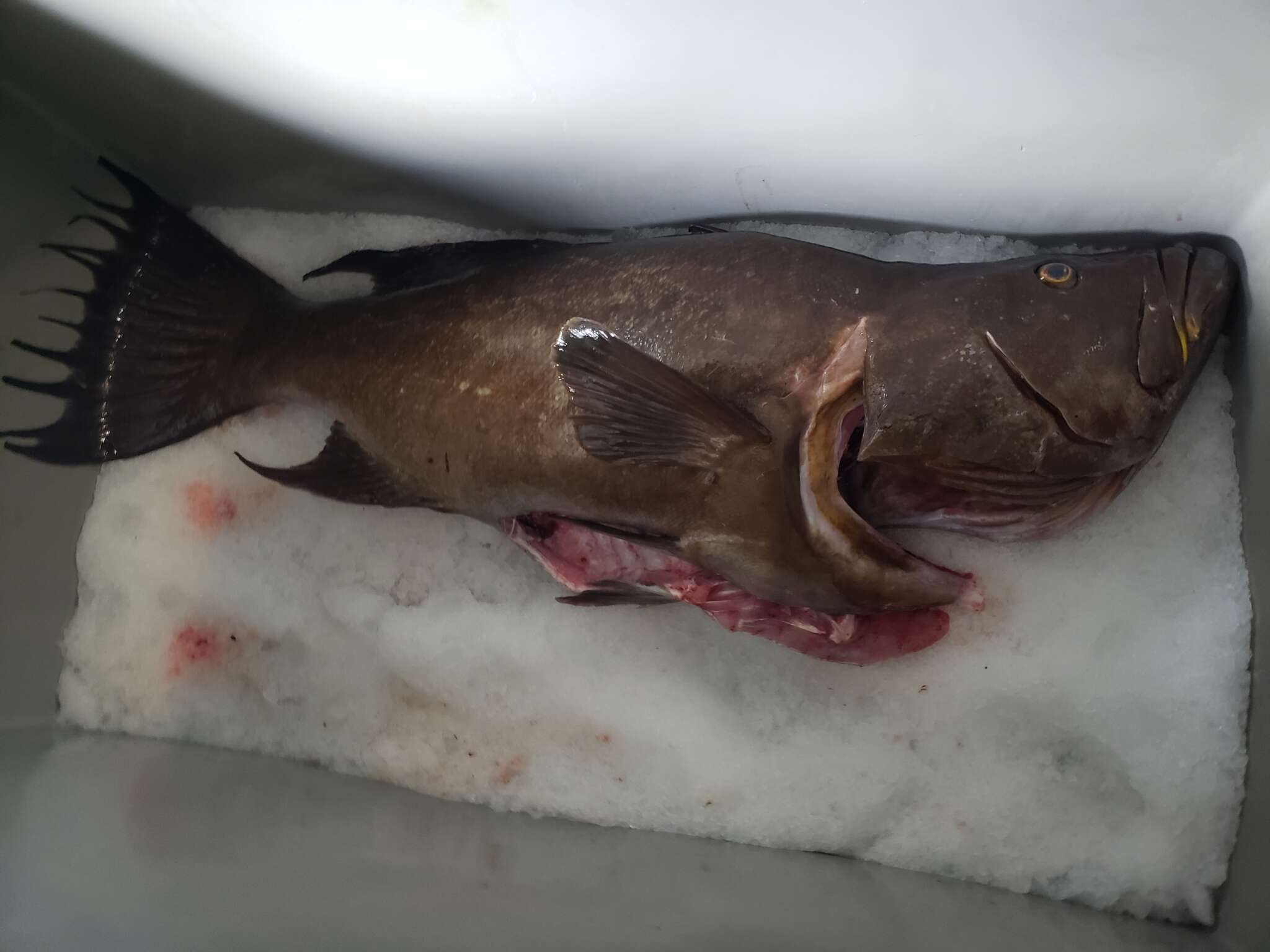 Image of Broom-tail Grouper