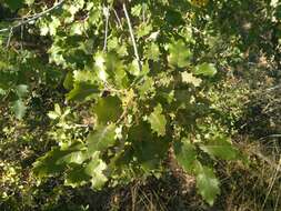 Sivun Quercus pubescens subsp. pubescens kuva
