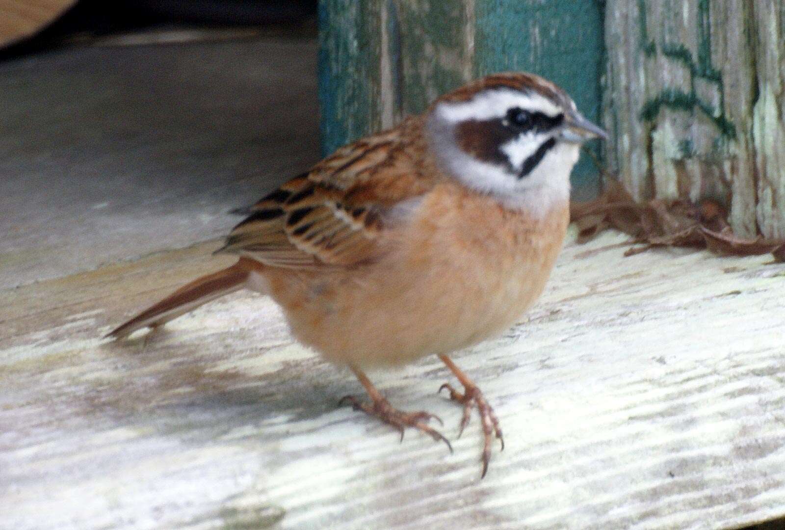 Image of Meadow Bunting