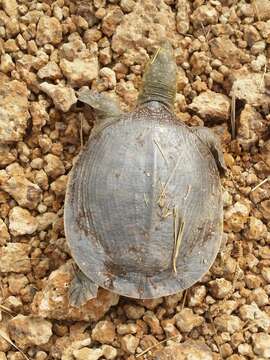 Image of Senegal Soft-shelled Turtle