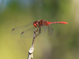 Image of Red Percher Dragonfly