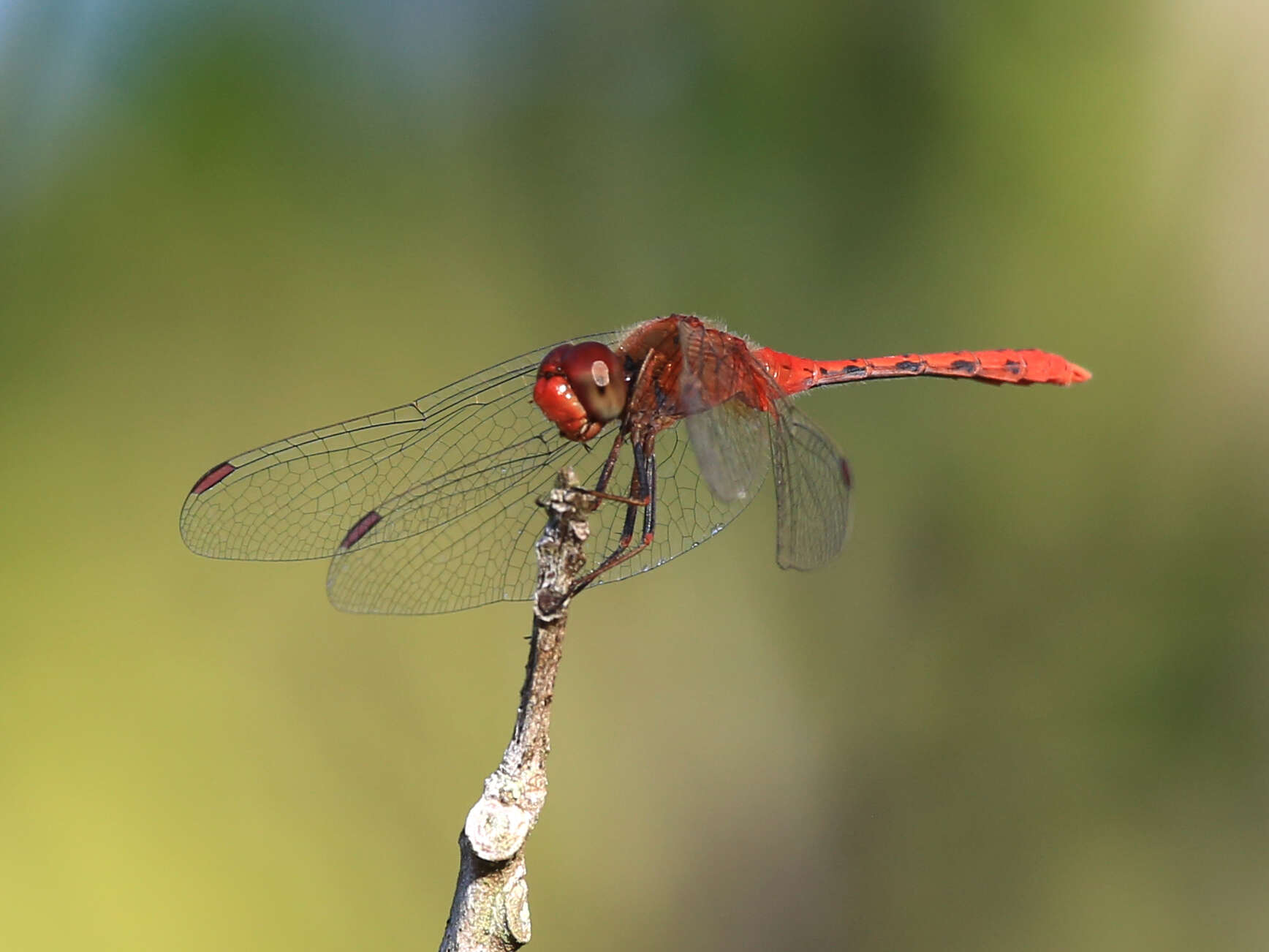 Image of Red Percher Dragonfly