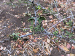 Image of Dwarf bush-cherry