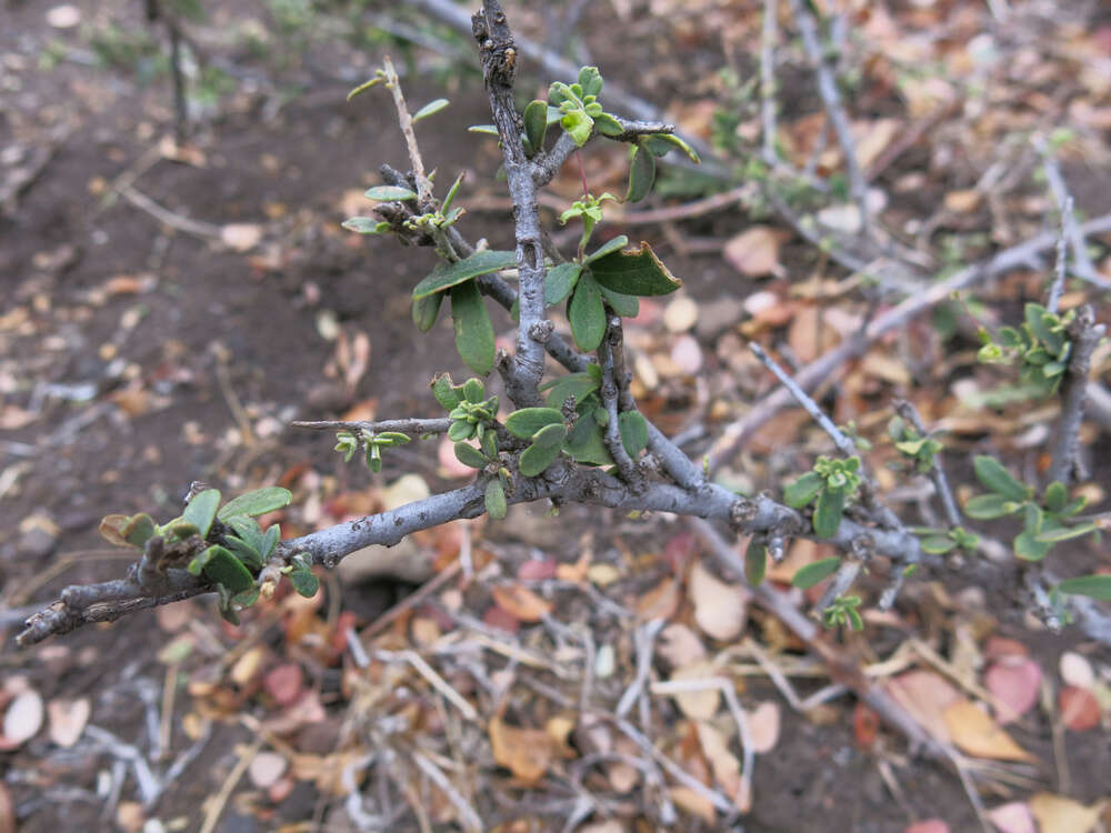 Image de Maerua parvifolia Pax