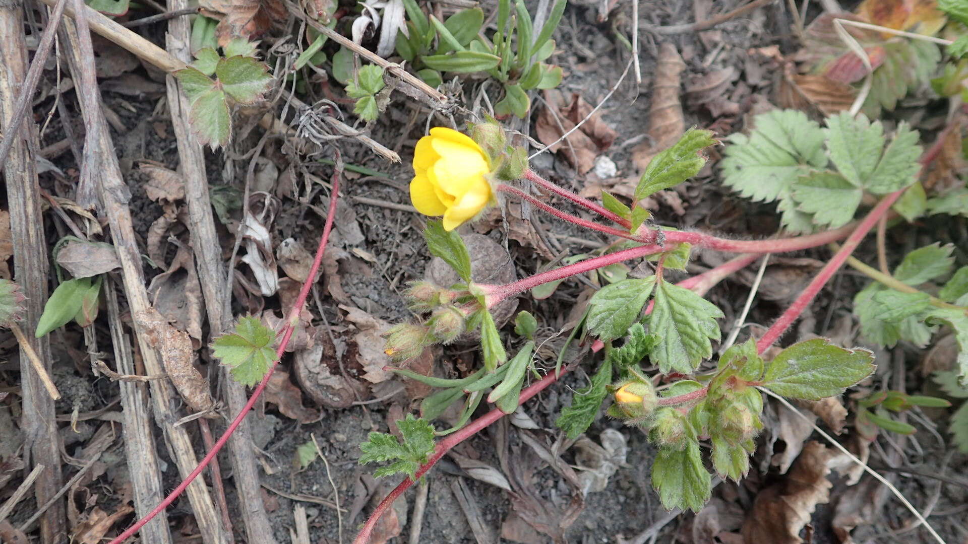 Imagem de Potentilla stolonifera Lehm. ex Ledeb.