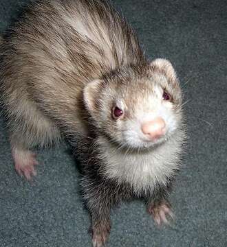 Image of domestic ferret