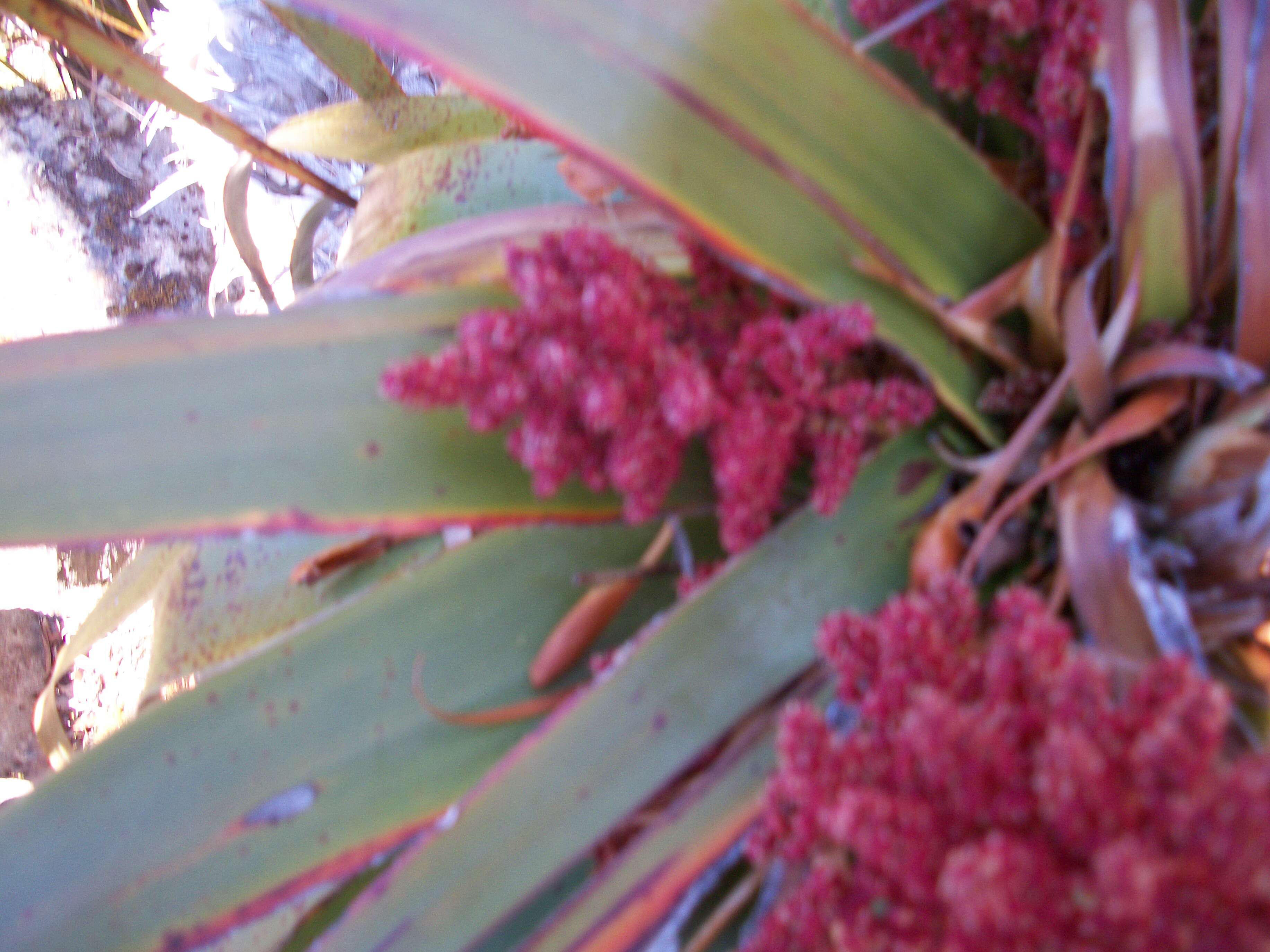 Sivun Richea pandanifolia Hook. fil. kuva