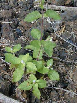 Imagem de Ageratum conyzoides L.