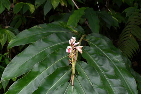 Image of Alpinia kawakamii Hayata