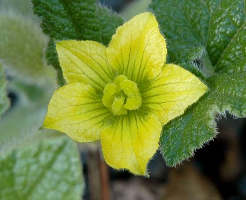 Image of squirting cucumber