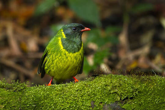 Image of Green-and-black Fruiteater