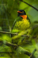 Image of Orange-breasted Fruiteater