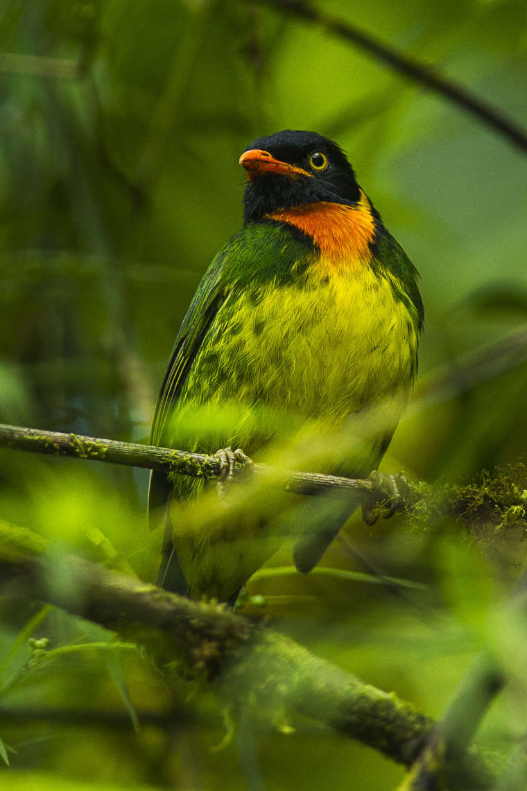 Image of Orange-breasted Fruiteater