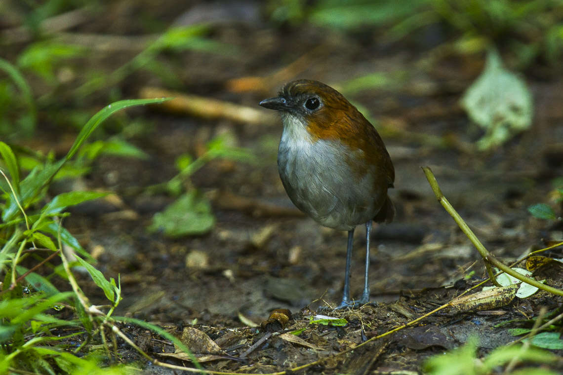 Слика од Grallaria hypoleuca Sclater & PL 1855