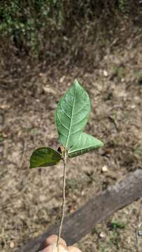 Ficus pandurata Hance的圖片