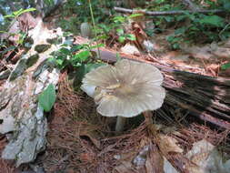 Image de Megacollybia rodmanii R. H. Petersen, K. W. Hughes & Lickey 2008