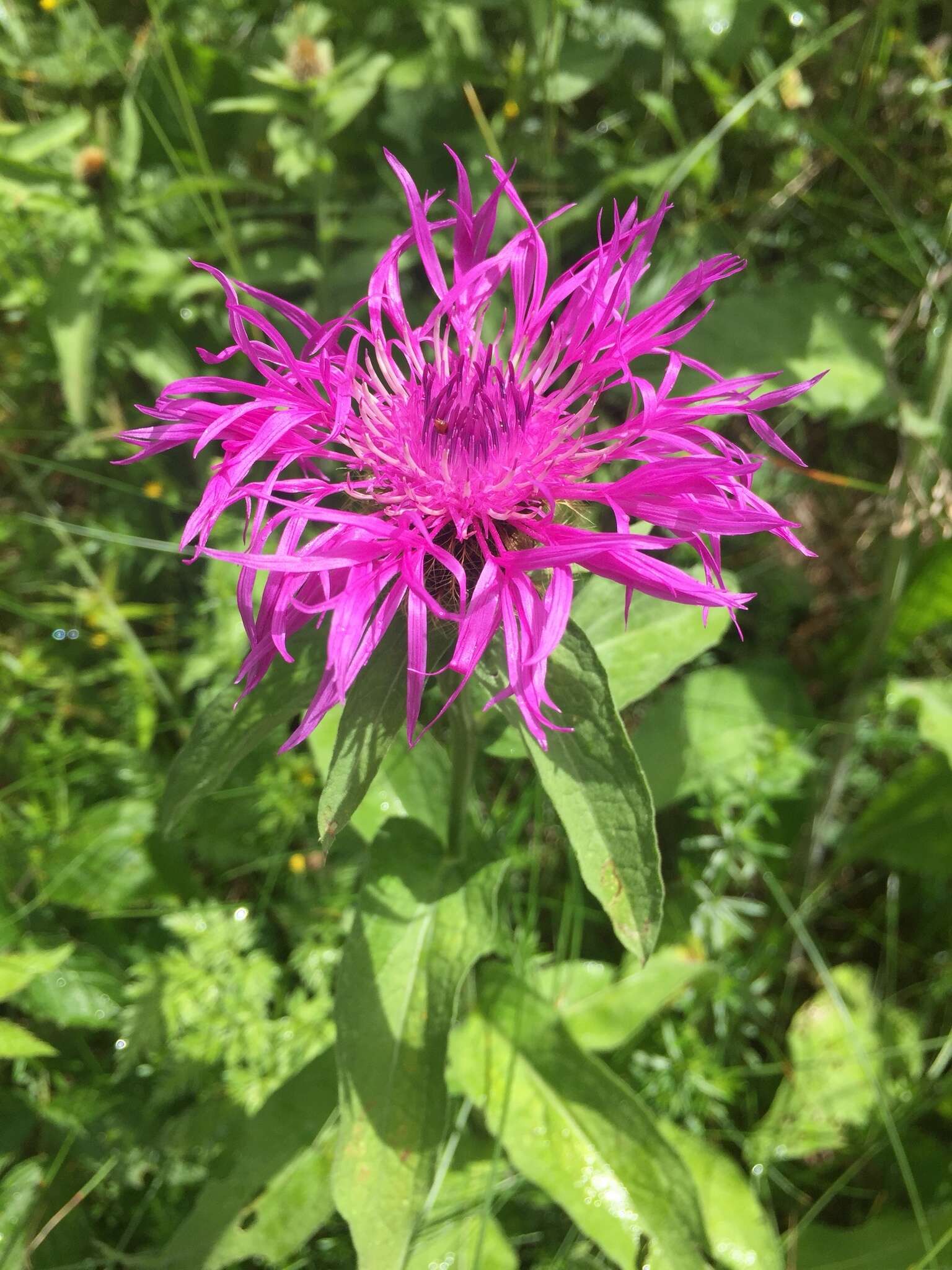 Centaurea nervosa Willd. resmi