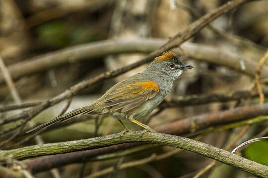 Image of Pale-breasted Spinetail