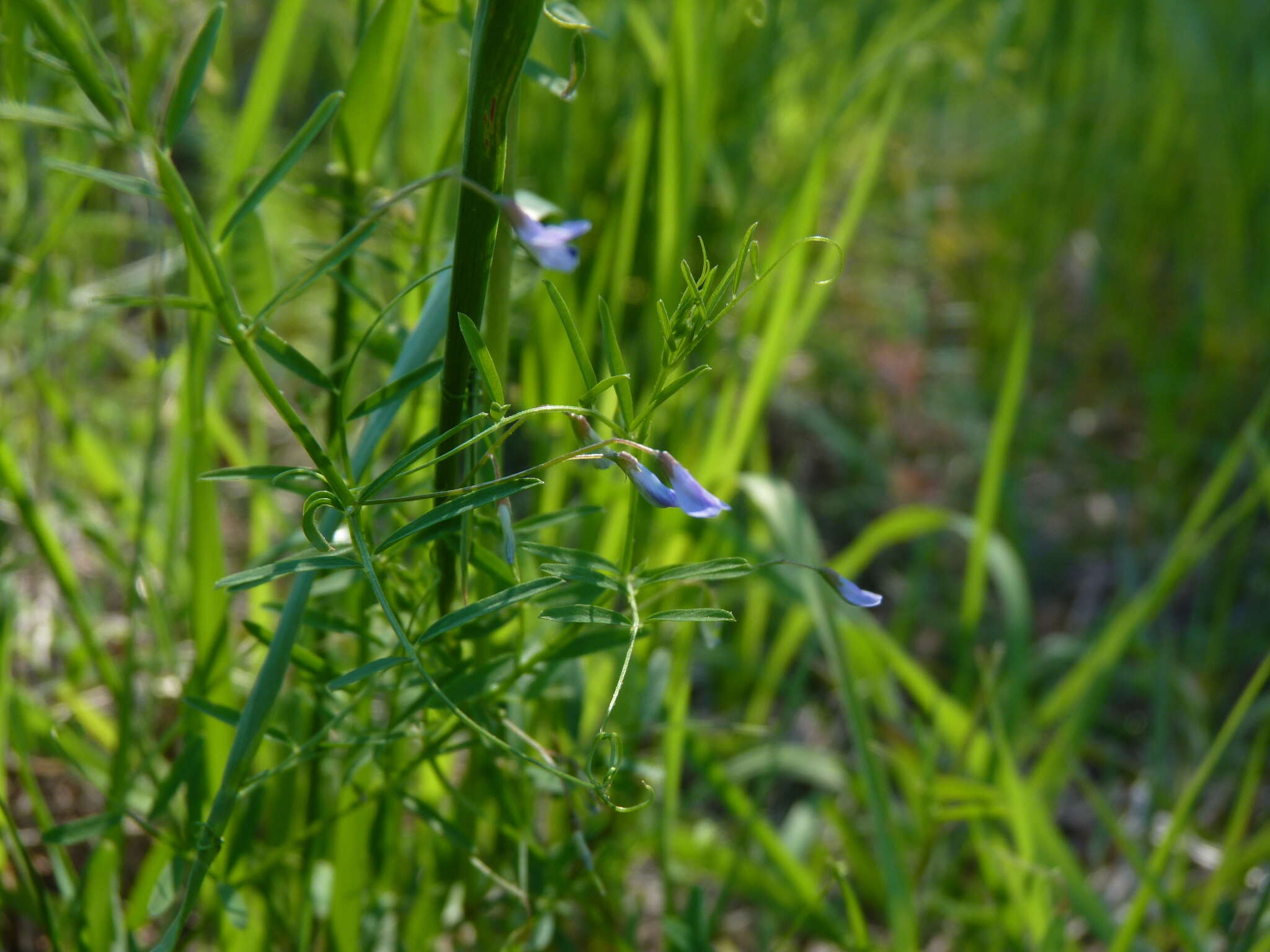 Image of lentil vetch