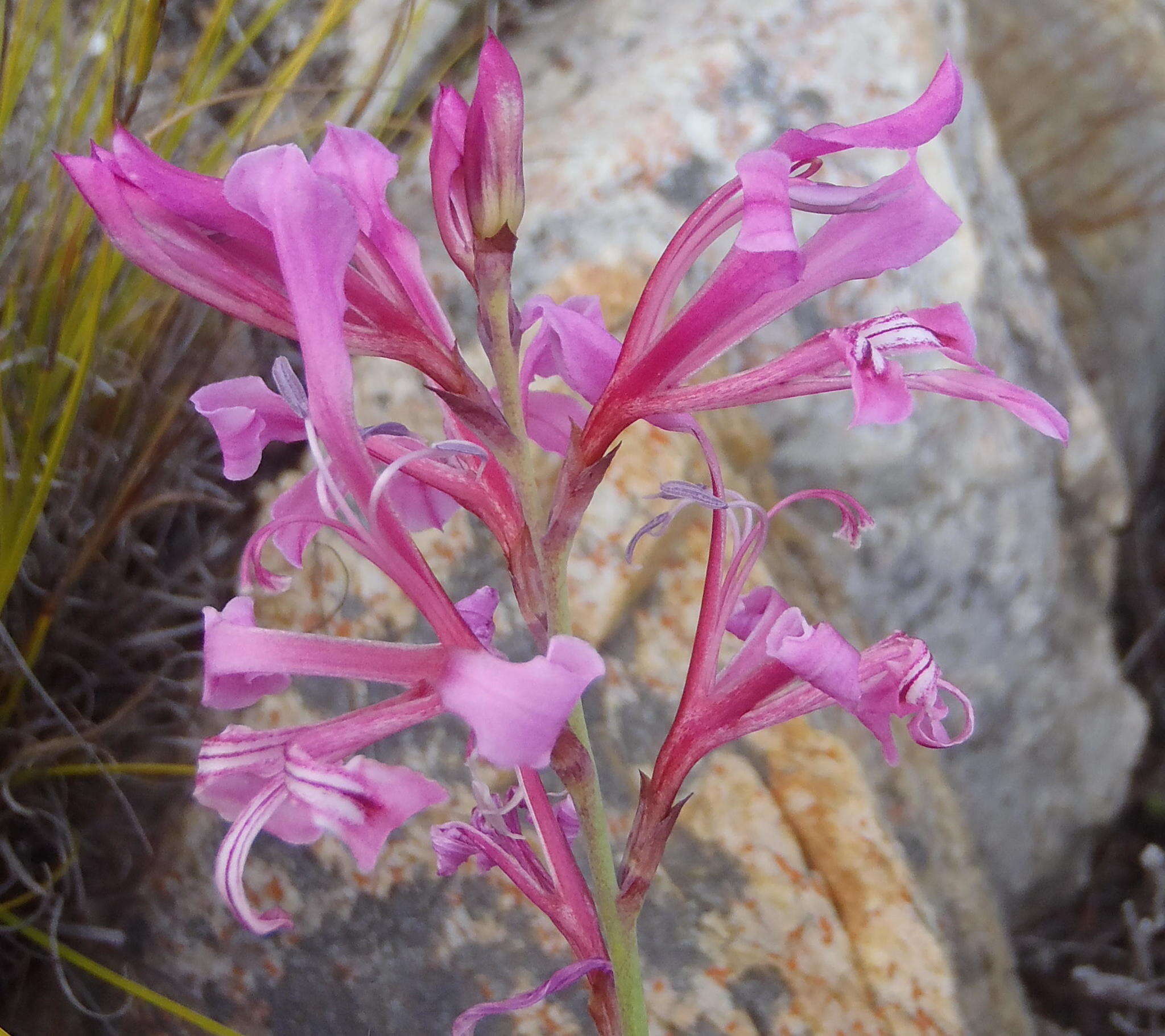 Image of Tritoniopsis lata var. lata