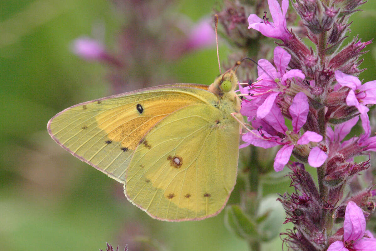 Image of Orange Sulphur