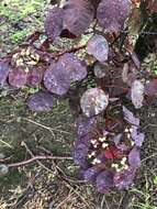 Image of Mexican shrubby spurge