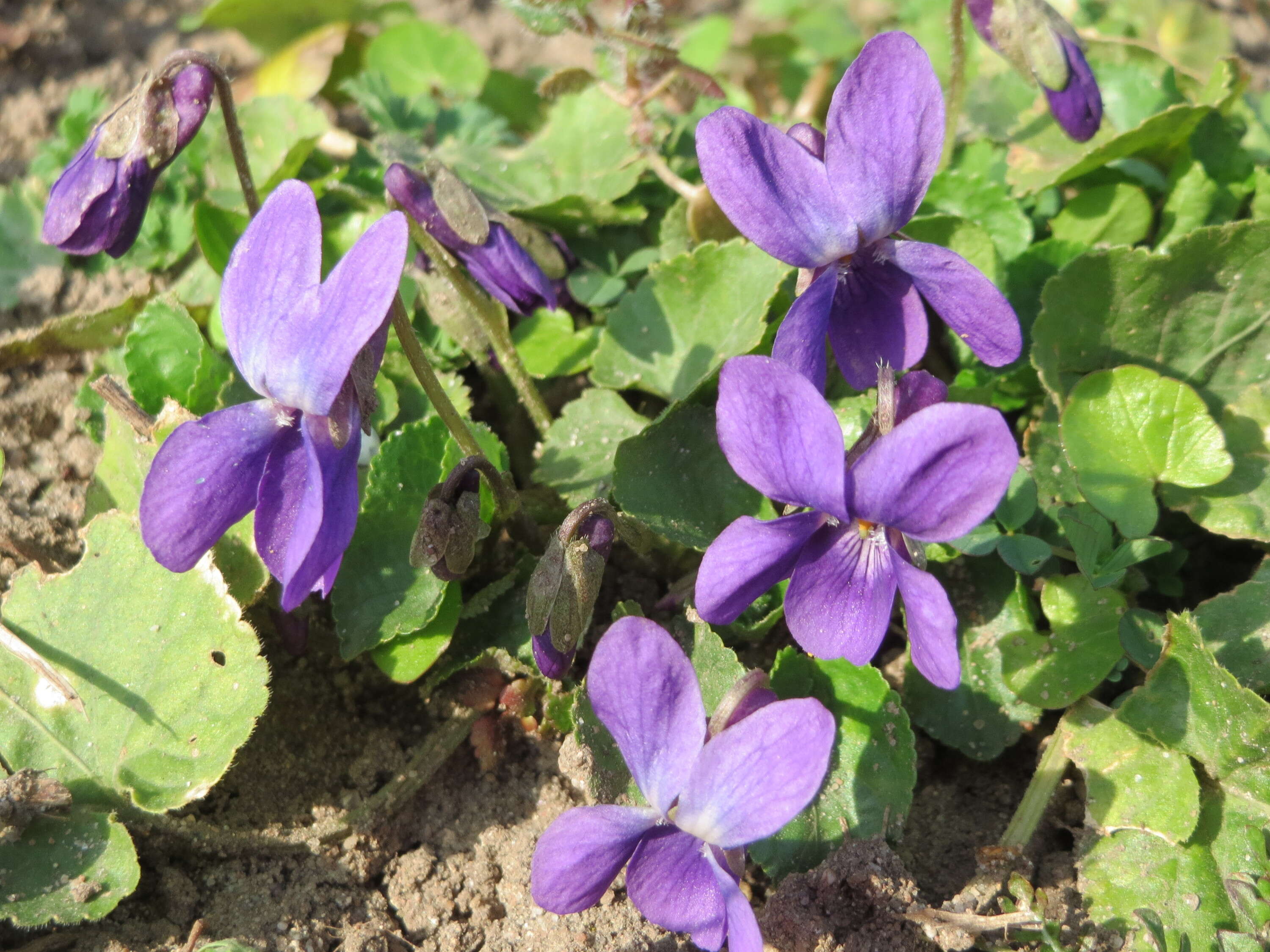 Image of sweet violet