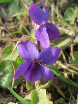 Image of sweet violet