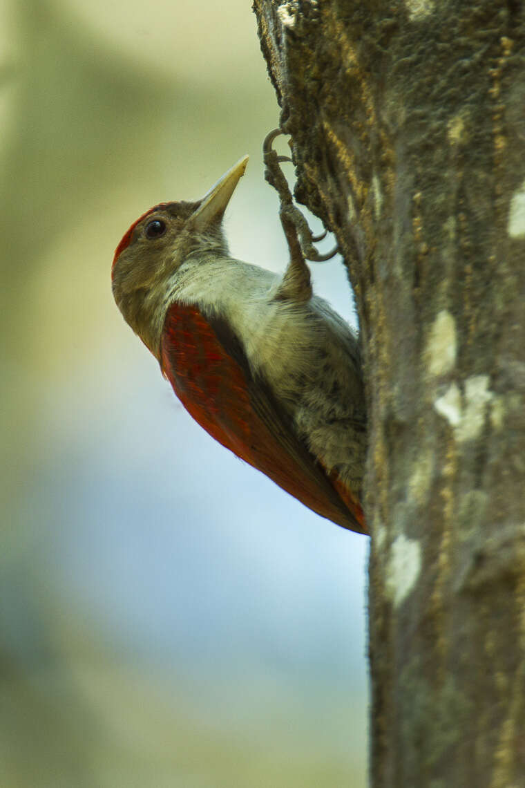 Image of Scarlet-backed Woodpecker