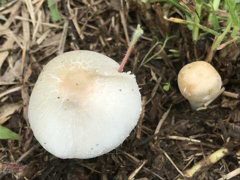 Image of Chlorophyllum hortense (Murrill) Vellinga 2002