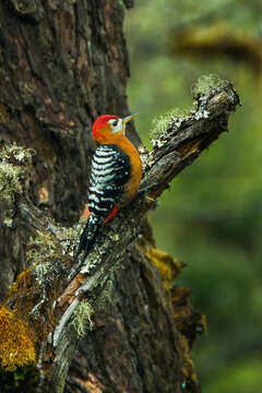 Image of Rufous-bellied Woodpecker