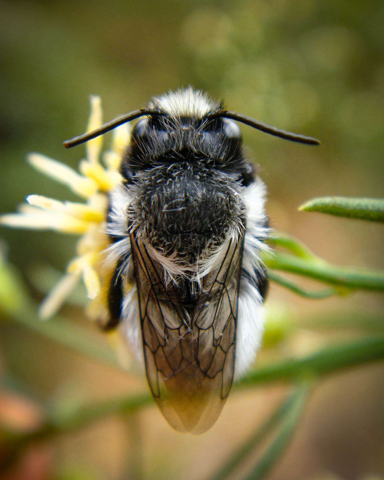 Image of Megachile saulcyi Guérin-Méneville 1845