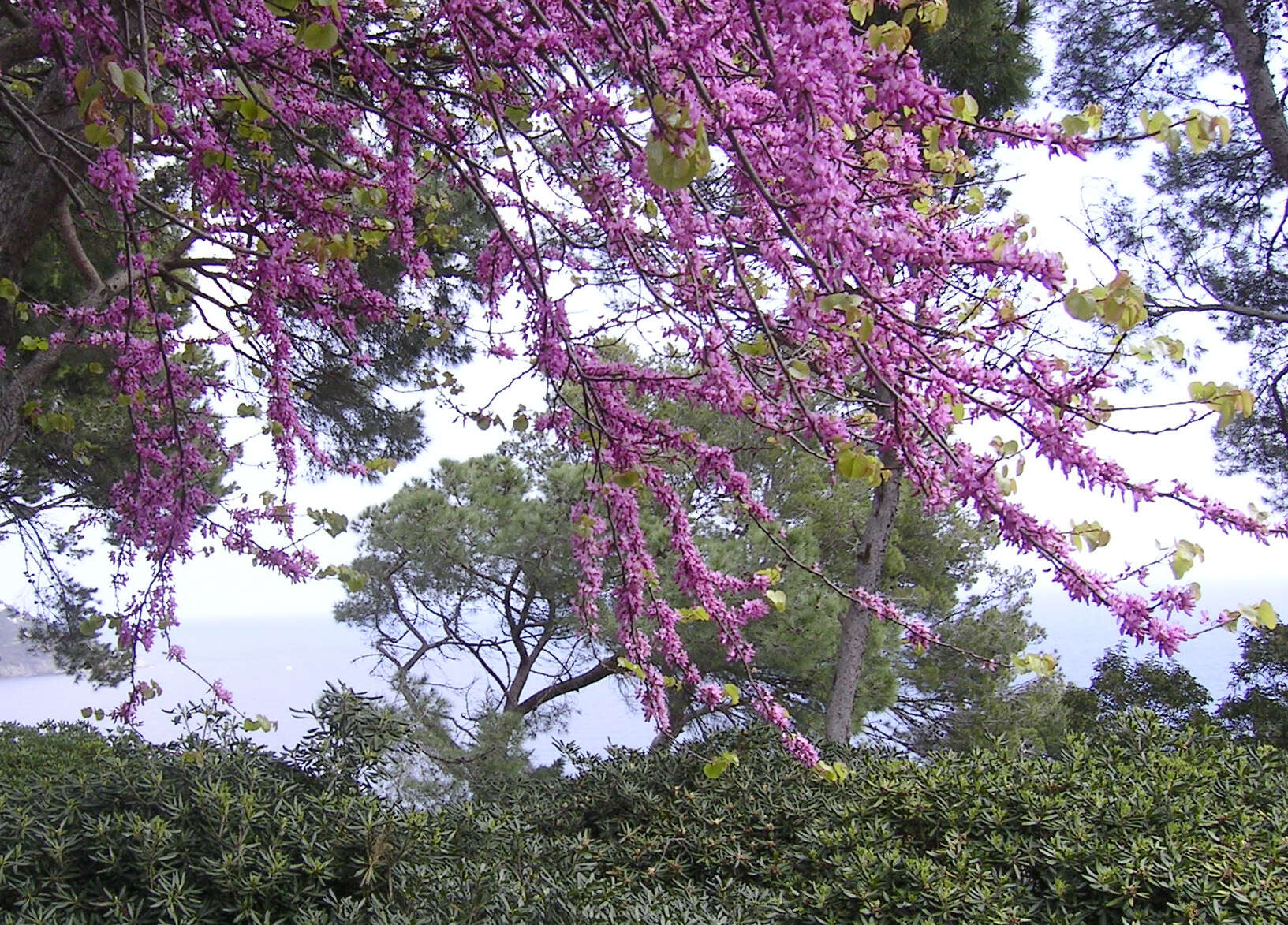 Image of Judas-tree