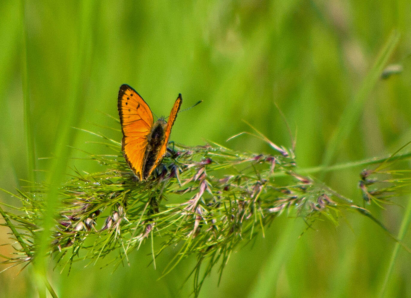 Image of <i>Lycaena ottomana</i>