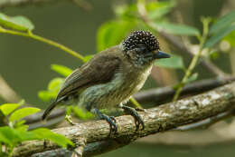 Image of Grayish Piculet