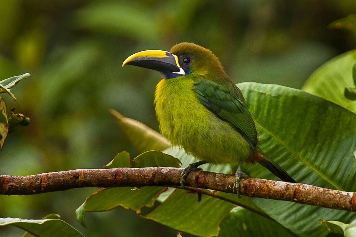 Image of Blue-throated Toucanet