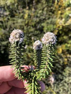 صورة Kogelbergia verticillata (Eckl. & Zeyh.) J. P Rourke