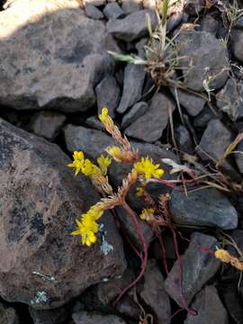 Image of Sierran Mock Stonecrop