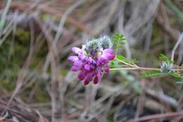 Слика од Dalea tomentosa (Cav.) Willd.