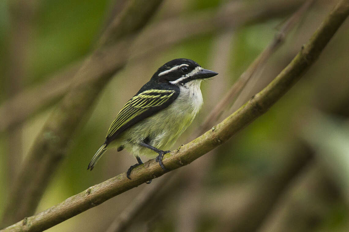 Image of Yellow-rumped Tinkerbird