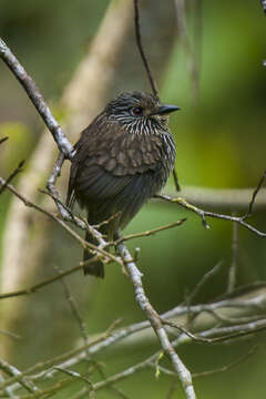 Image of Black-streaked Puffbird