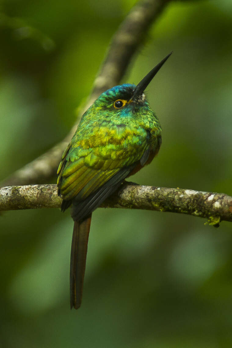 Image of Coppery-chested Jacamar