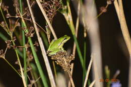 Image de Litoria adelaidensis (Gray 1841)